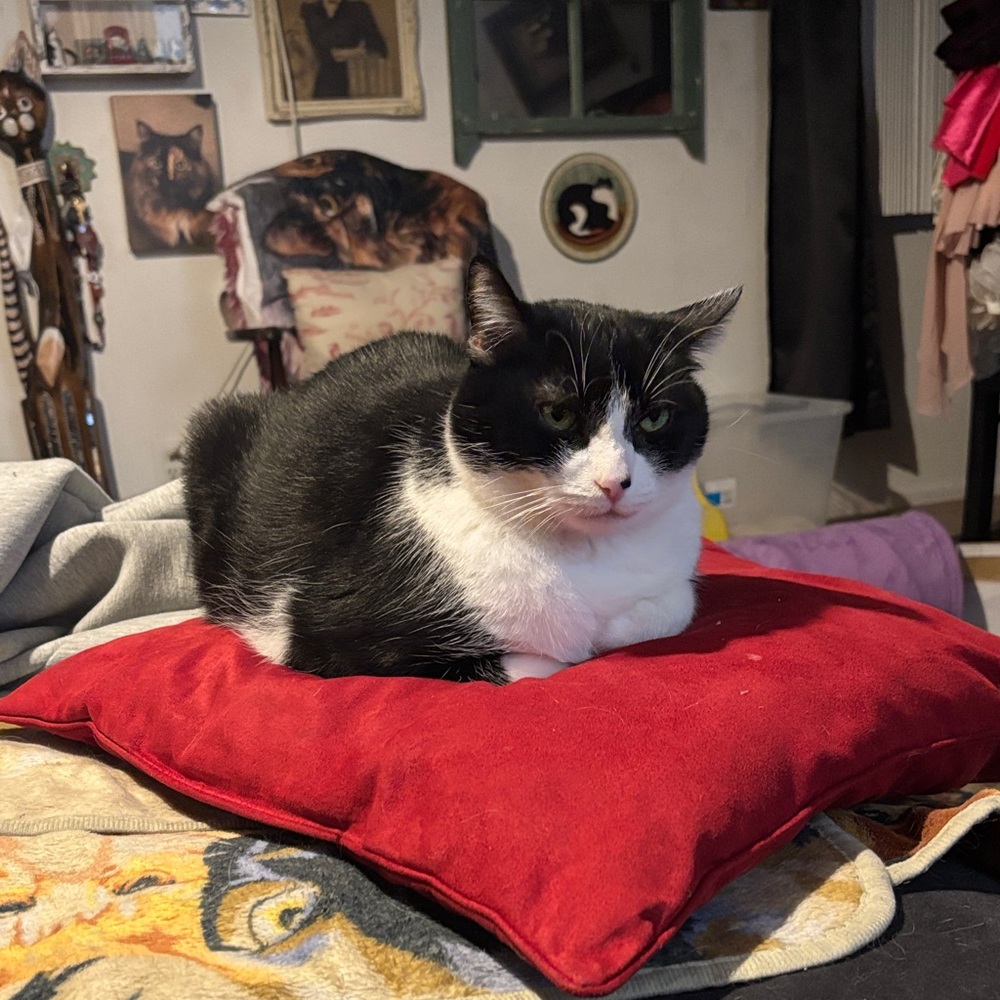 Cozy Red Cat Cushion